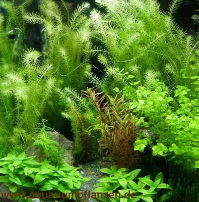 Produktbild von Mühlan - 4 Bund Aquarienvordergrund +  4 Töpfe Aquariumpflanzen für Mitte + 4 Bund Aquarienhintergrund + Wasserpflanzen Dünger