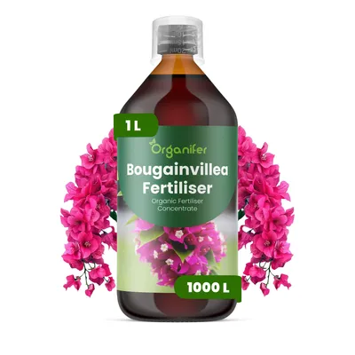Zdjęcie produktu dla Bougainvillea Nawóz Płynny 1 L – 2-1-8 NPK – Do Kvitnúce Rośliny – Do Bujne Kwiaty i Silne Pędy – Podporuje Korzenie i Vitalitu – Organifer