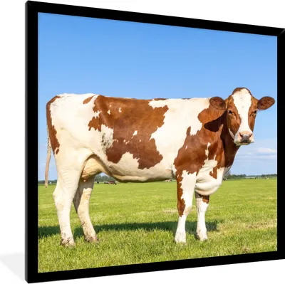 Produktbild von MuchoWow® Gerahmtes Poster Kühe - Bauernhof - Gras - Natur - Tiere 40x40 cm - Poster mit Schwarzem Bilderrahmen Wandposter Rahmen Foto Bilder - Mit Rahmen - Wanddekoration Schlafzimmer