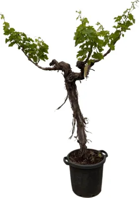 Produktbild von Weintraube - Vitis Vinifera - Weinrebe Stamm verzweigt - 220 cm - ø55cm
