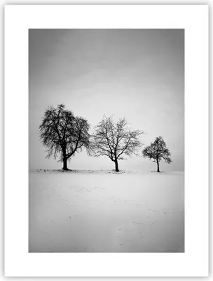 Produktbild von Poster - Poster ohne Rahmen - Winter Bäume Schnee - 30x40 cm - Wand Bild - Wanddeko - Wandbilder - Kunstposter - Wandposter - Bilder - Kunstdruck - Wanddekoration - Wandbild - P2XPA30x40-4958