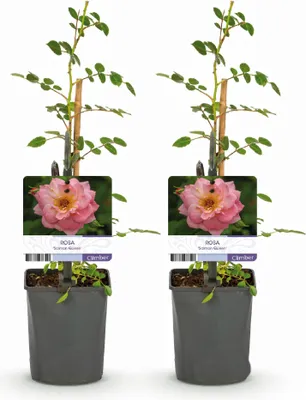 Produktbild von GreenboutiQ - Kletterrose - Rosa Salmon Queen - Blüte Hellrosa - Geringer Pflegeaufwand - 2 Pflanzen - Topf 11cm Höhe 40cm