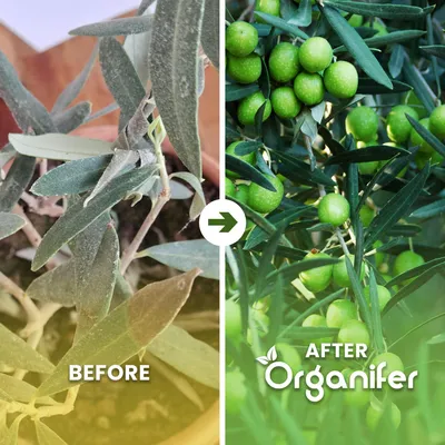 Produktbild von Olivenbaum Flüssigdünger 5x1L – 2-1-8 NPK – Flüssig-Pflanzendünger für Olivenbäume – Organifer