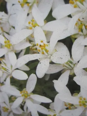 Produktbild von Choisya ternata White Dazzler - Orangenblume - immergrün - duftend - 30-40cm