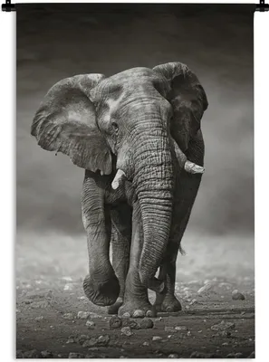 Produktbild von MuchoWow® Wandteppich Wandbehang Elefant - Schwarz - Weiß - Namibia 120x180 cm Tapisserie Dekoration Wandtuch - Schlafzimmer - Dekorationen für das Haus