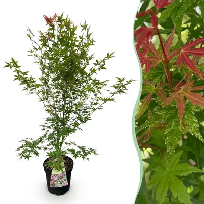 Obrázek produktu pro Japonský javor Acer palmatum Phoenix, opadavá zahradní rostlina se