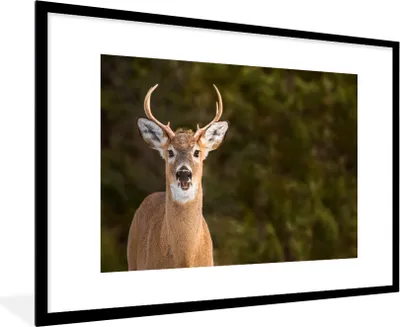 Produktbild von MuchoWow® MuchoWow® Gerahmtes Poster Hirsche - Hirschkopf - Natur 90x60 cm - Poster mit zchwarzem Bilderrahmen - Wanddekoration - Fotos