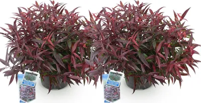 Produktbild von GreenboutiQ - Gartenpflanze - Leucothoe Burning Love - Rot - 2 Pflanzen - Immergrün - Wenig Pflege - Topf 17cm Höhe 35 - 45cm
