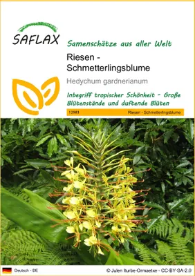 Produktbild von SAFLAX - Riesen - Schmetterlingsblume - 10 Samen - Hedychum gardnerianum