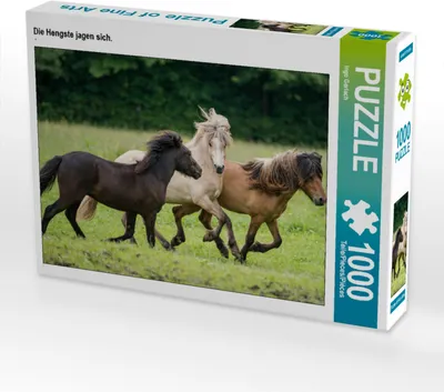 Produktbild von CALVENDO Puzzle Die Hengste jagen sich. | 1000 Teile Lege-Größe 64x48cm Foto-Puzzle für glückliche Stunden