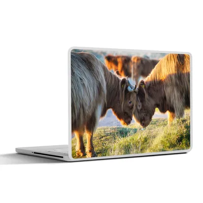 Produktbild von MuchoWow® Laptop Aufkleber Sticker Cover Schottische Highlander - Tiere - Sonne 36.5x27.5 cm - Laptop-Sticker