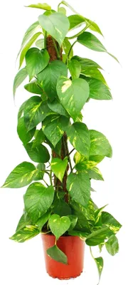 Immagine prodotto di Epipremnum aureum, coda di edera su bastoncino di muschio
