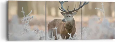Produktbild von Bild auf Leinwand - Leinwandbild - Hirsch Wald Natur - 90x30cm - Wand Bild - Wanddeko - Wandbilder - Leinwanddruck - Bilder - Kunstdruck - Wanddekoration - Leinwand bilder - Wandkunst - CA90x30-3744