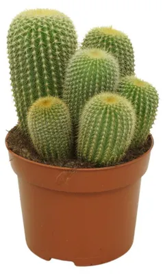 Obrázek produktu pro Zlatý sud – Notocactus leninghausii – Parodia – nenáročný kaktus – květináč 12 cm