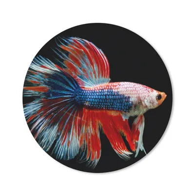 Produktbild von MuchoWow® Mauspad Mousepad Fisch - Meerestier - Schwanz - Blau 40x40 cm - Mousepads - Maus Mat - Pad - Mausunterlage - Schreibtisch Accessoires