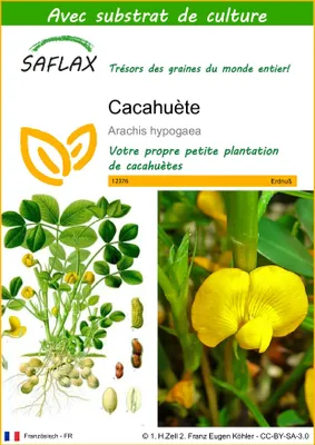 Image de SAFLAX - Cacahuète - 8 graines - Avec substrat - Arachis