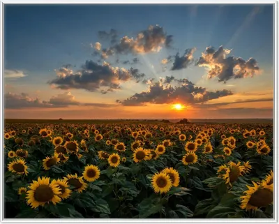 Produktbild von Wallario Wandbild Sonnenblumenwiese vor Wolken mit Sonnenuntergang, Größe: 40,30 x 50,30 cm, Poster mit weißem Aluminiumrahmen