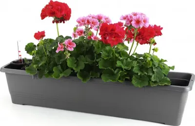 Produktbild von Blumenkasten Balkon 80 cm Balkonkasten mit Halterung Blumenkasten mit Wasserspeicher Fensterbank Außen Balkongeländer Blumenkastenhalterung