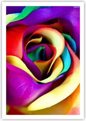 Produktbild von Poster - Poster ohne Rahmen - Blume Farbe Rose - 70x100 cm - Wand Bild - Wanddeko - Wandbilder - Kunstposter - Wandposter - Bilder - Kunstdruck - Wanddekoration - Wandbild - P2XPA70x100-3623