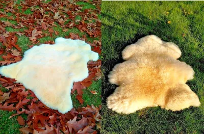 Produktbild von Echt medizinisches Merino Lammfell Schaffell geschoren und ungeschoren S-XXXL 3-4 cm geschoren  40cm - 50cm