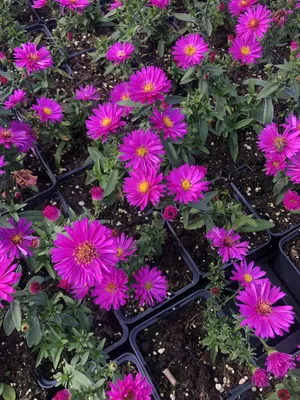 Zdjęcie produktu dla 6 x Aster dumosus 'Starlight' - Aster w doniczce 9x9 cm