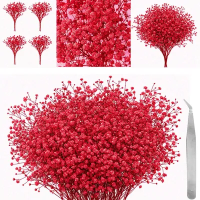 60 getrocknete Schleierkraut-Blüten mit Pinzette, rot