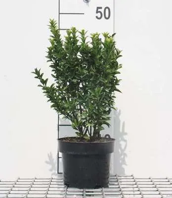 Produktbild von Euonymus jap. 'Jean Hugues' - Korkflügelstrauch 30- 40 cm Container