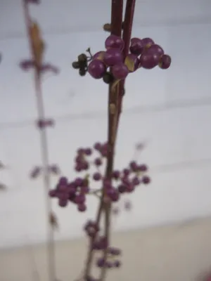 Produktbild von Callicarpa dichotoma Issai - Purpur-Schönfrucht Issai 60-80