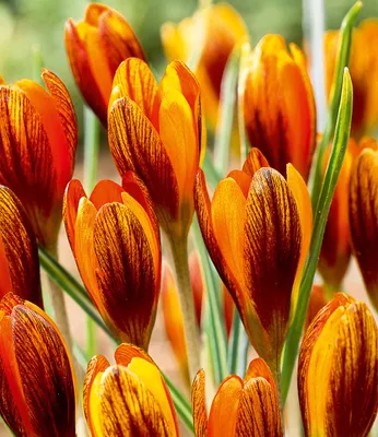Produktbild von BALDUR Garten 15x Krokus Orange Monarch, Zwiebeln mit Umfang 5 cm, Blumenzwiebeln, winterhart, mehrjährig, pflegeleicht, blühend, Crocus chrysanthus, Frühjahrsblüher, Blütenpolster