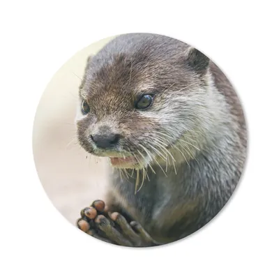 Produktbild von MuchoWow® Mauspad Mousepad Ein Otter mit zusammengelegten Beinen 30x30 cm - Mousepads - Maus Mat - Pad - Mausunterlage - Tischunterlage - Schreibtischmatten