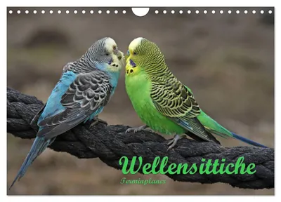 Produktbild von Terminplaner Wellensittiche (Wandkalender 2027 DIN A4 quer), CALVENDO Monatskalender