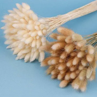 Produktbild von Famanu Trockenblumen Set 120 x 45 cm - Pampasgras und Lagurus in Weiß und Braun