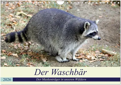 Produktbild von Der Waschbär - Der Maskenträger in unseren Wäldern (Wandkalender 2026 DIN A4 quer), CALVENDO Monatskalender