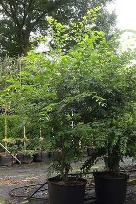 Zdjęcie produktu dla Zelkova serrata - zelówka japońska 60-80 cm - pojemnik