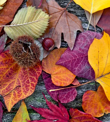 Produktbild von Fototapete - Autumn Leaves 225x250cm - Vliestapete