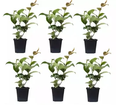 Produktbild von 3x Kamelie (Camellia Japonica) in Rot, Rosa und Weiß - Kamellien