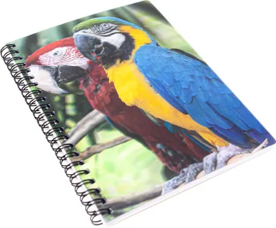Produktbild von 3D Notizbuch - Papageien - groß