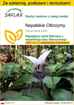 Zdjęcie produktu dla SAFLAX - Zestaw do uprawy - Nepalskie Olbrzymy - 10 Nasiona - Z mini szklarnią, podłożem uprawowym i 2 doniczkami - Tacca nevia white