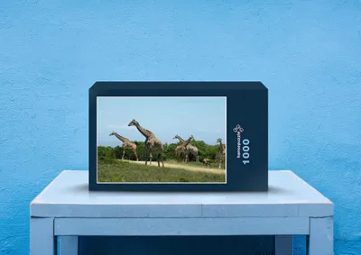Produktbild von hansepuzzle 75176 - Giraffen Puzzle, 1000 Teile, Tierwelt, 60,0 x 46,0cm mit hochwertiger Aufbewahrung, Kartonbox und wiederverschließbarem Beutel