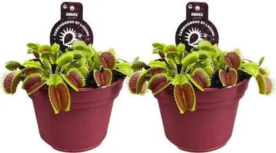 Immagine prodotto di Dionaea Muscipula - Trappola di Venere - pianta carnivora da appartamento - Ø12cm - altezza circa 12cm - 2 piante