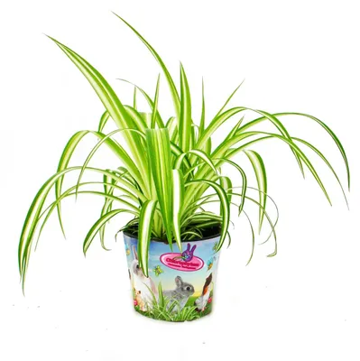 Produktbild von Set mit 3 Futterpflanzen für Heimtiere Chlorophytum Vitalfutter für Kaninchen, Hamster und Meerschweinchen