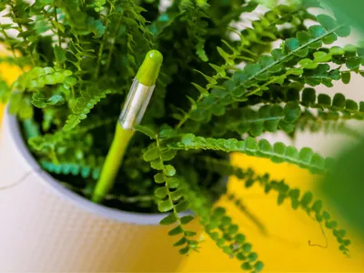 A green hygrometer is placed in a potted fern.
