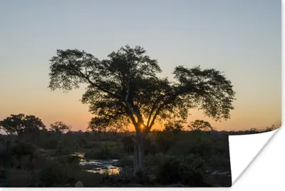 Produktbild von MuchoWow® Poster Kruger Park am Abend in Südafrika 60x40 cm - Schlafzimmerdekoration