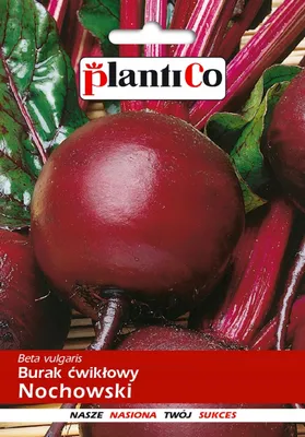 Zdjęcie produktu dla NASIONA Burak Ćwikłowy Nochowski 10g PLANTICO Odmiana Plenna 403444