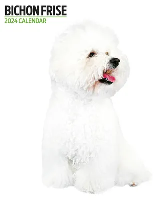 Bichon Frisé Kalender 2024 – Monatskalender mit Hundefotos