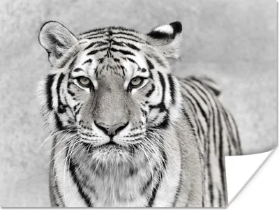 Produktbild von MuchoWow® Poster Tiger - Natur - Schwarz - Weiß 120x90 cm - Wandbild