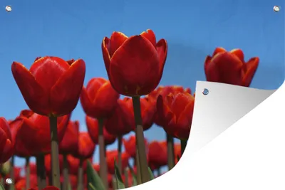 Produktbild von MuchoWow® 90x60 cm Outdoor-Poster Gartendeko Sichtschutz Garten Poster für den Garten  Die Rote Tulpe