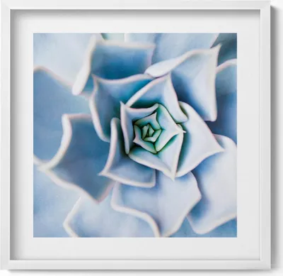 Produktbild von Blume– Wandbild mit Rahmen – Gerahmtes Bild  – Wanddekoration – 50x50 cm –  Weiß Rahmen