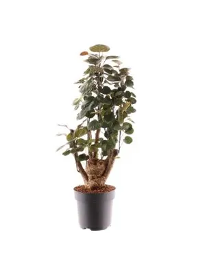 Produktbild von Polyscias Fabian 40cm Zimmerpflanze
