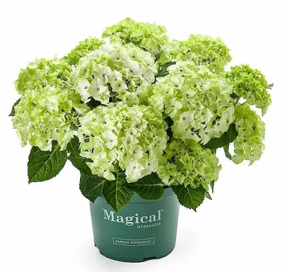 Produktbild von Green boutiQ - Balkonpflanze - Hortensie - Hydrangea Magical Nobless - Weiß - 6-10 Blumen - 2 Pflanzen - Topf 23cm Höhe 55cm